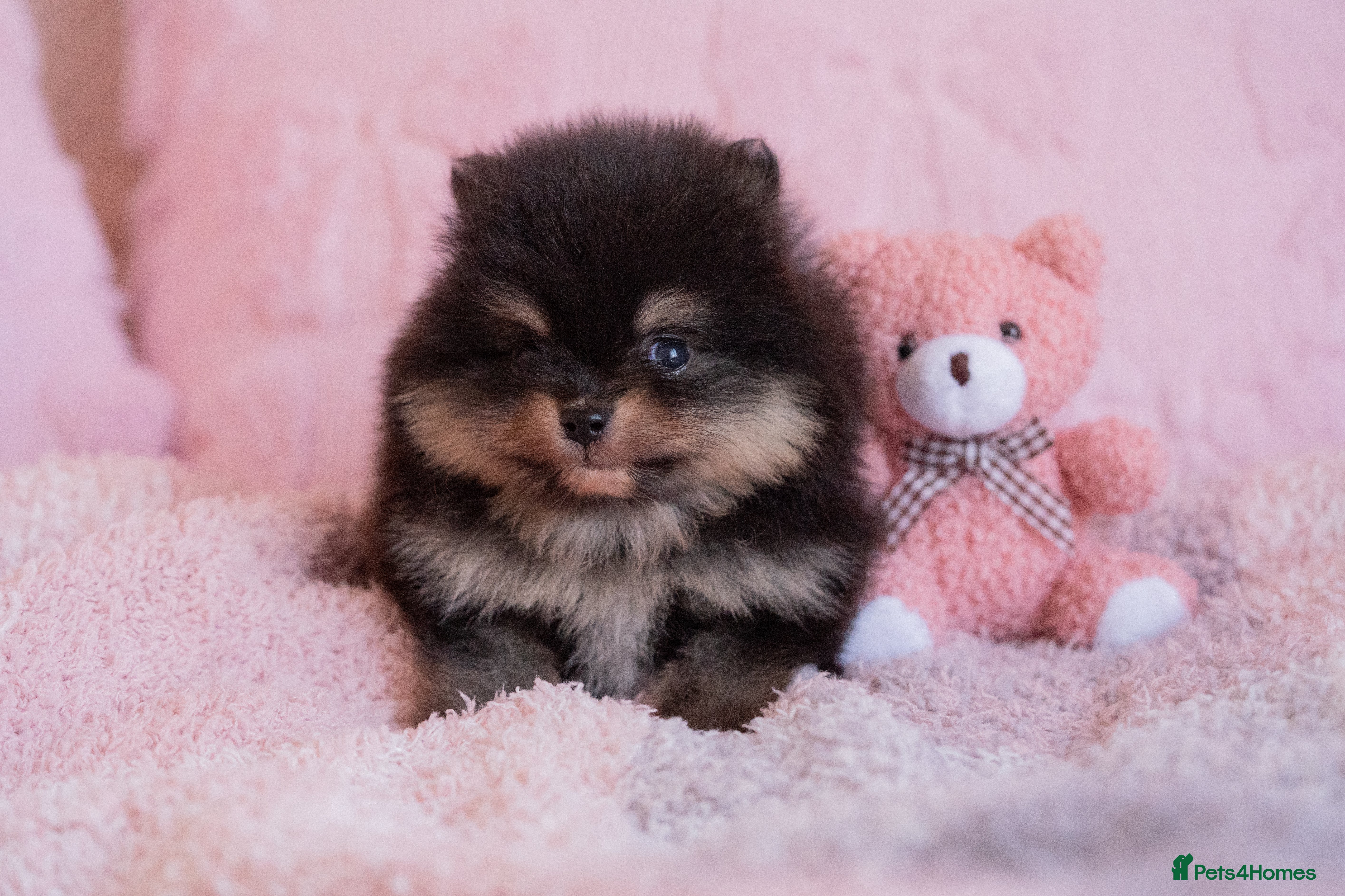 Pomeranian dogs KC registered Pomeranian Puppies - Advert 12