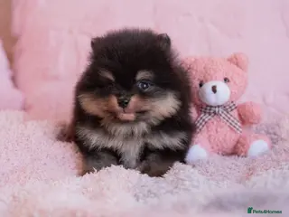 Pomeranian dogs KC registered Pomeranian Puppies - Advert 12