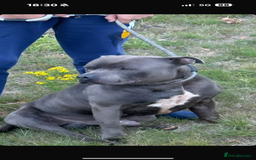 Staffordshire Bull Terrier dogs for sale: Outstanding litter of KC blue Staffordshire pups❤️ - Image 3