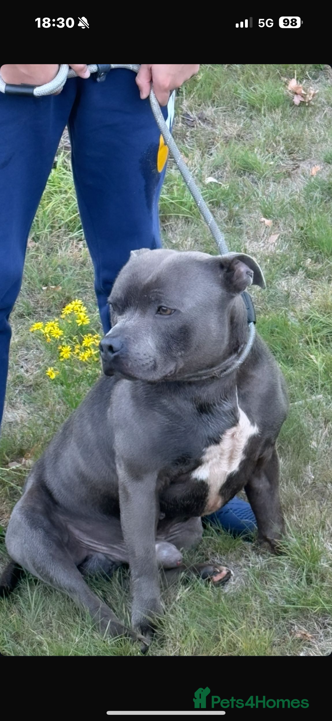 Staffordshire Bull Terrier dogs for sale: Outstanding litter of KC blue Staffordshire pups❤️ - Image 3