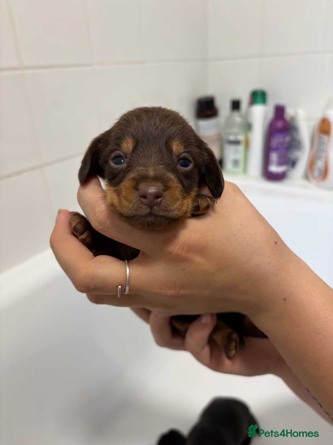 Mixed Breed dogs for sale: Dorkie puppies - Image 18