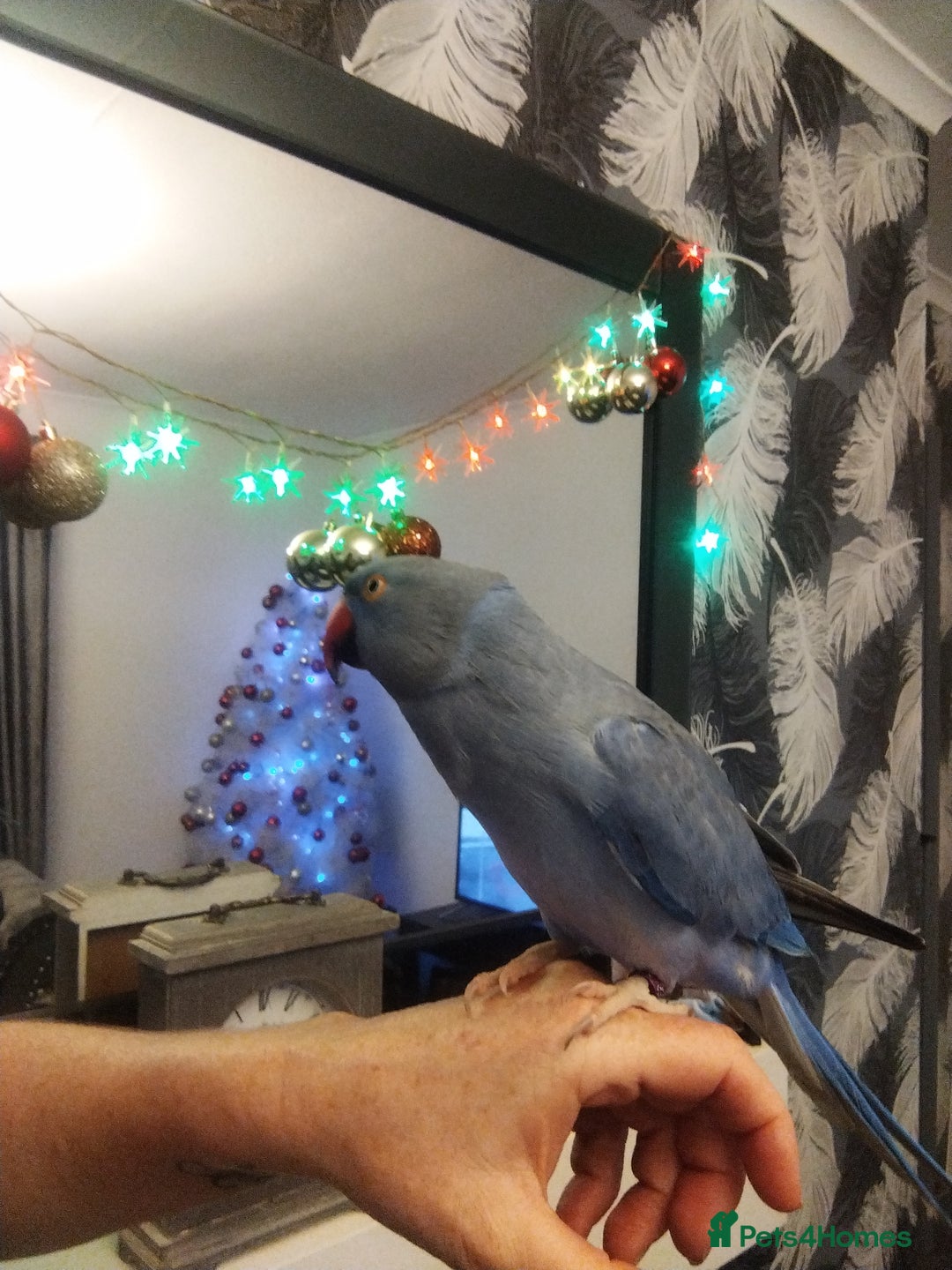 Ringnecks birds for sale: Ringneck parrot - Advert 7