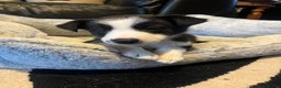 Border Collie dogs for sale: Lovely litter of 6 border collie puppies - Advert 6