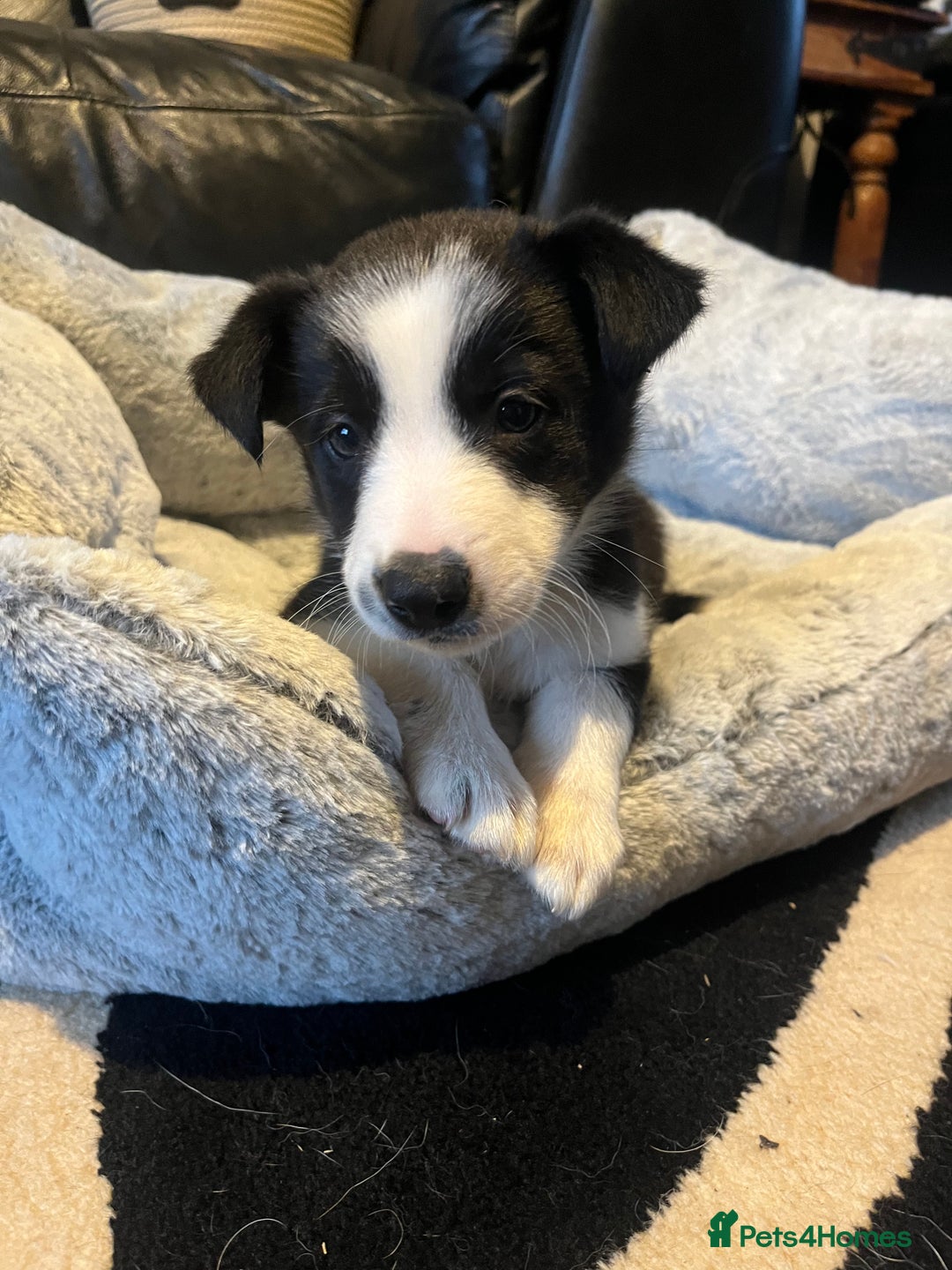 Border Collie dogs for sale: Lovely litter of 6 border collie puppies - Advert 6