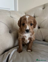 Mixed Breed dogs - Advert 5