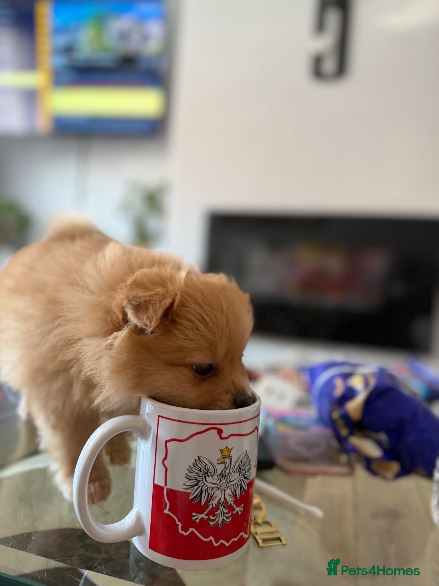 Pomeranian dogs Beautiful Pomeranian Girl  - Advert 14