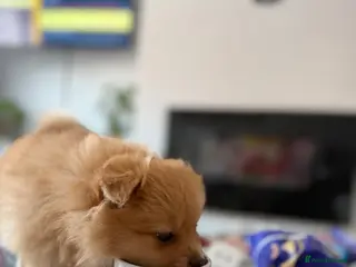 Pomeranian dogs Beautiful Pomeranian Girl - Advert 14