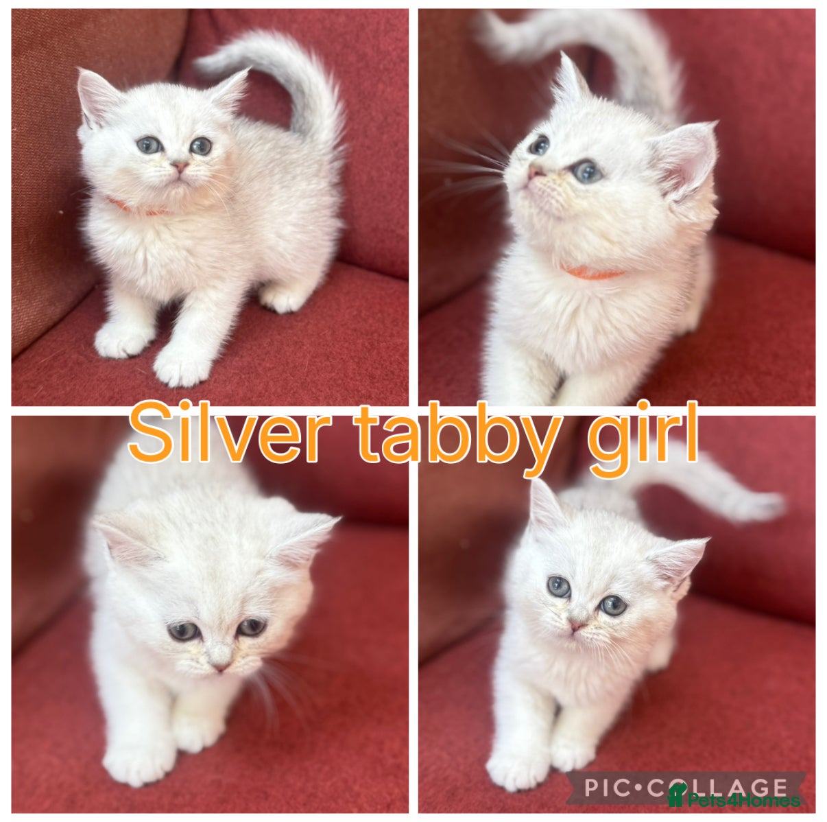 Silver tabby girl (orange collar)