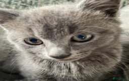 Mixed Breed cats for sale: 3 grey beautiful kittens  - Image 2
