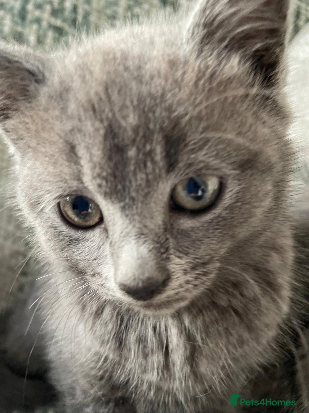 Mixed Breed cats for sale: 3 grey beautiful kittens  - Image 2