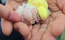 Budgerigars birds for sale: Semi Tame White Budgie 3 Months Old - Image 4