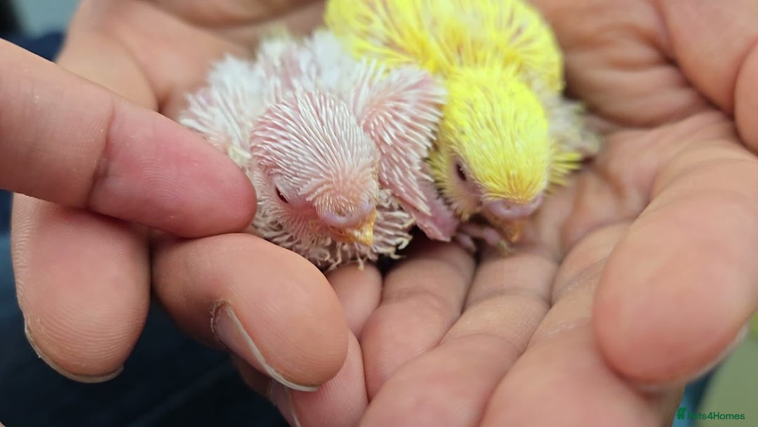 Budgerigars birds for sale: Semi Tame White Budgie 3 Months Old - Image 4