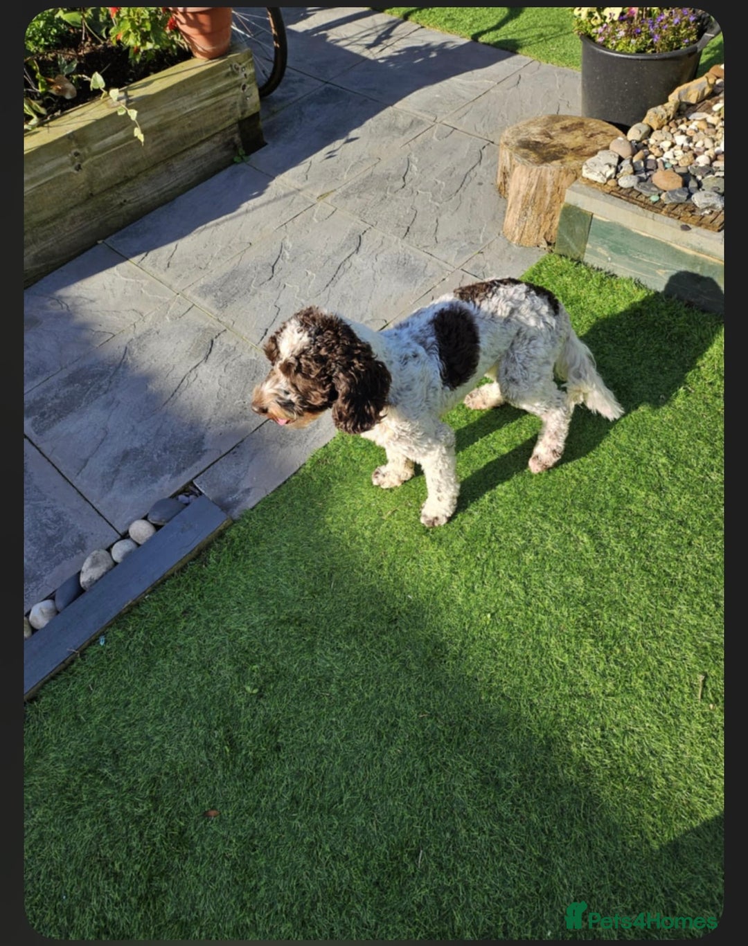 Cockapoo dogs for sale: Two male f3 cockapoos ready now  - Image 2