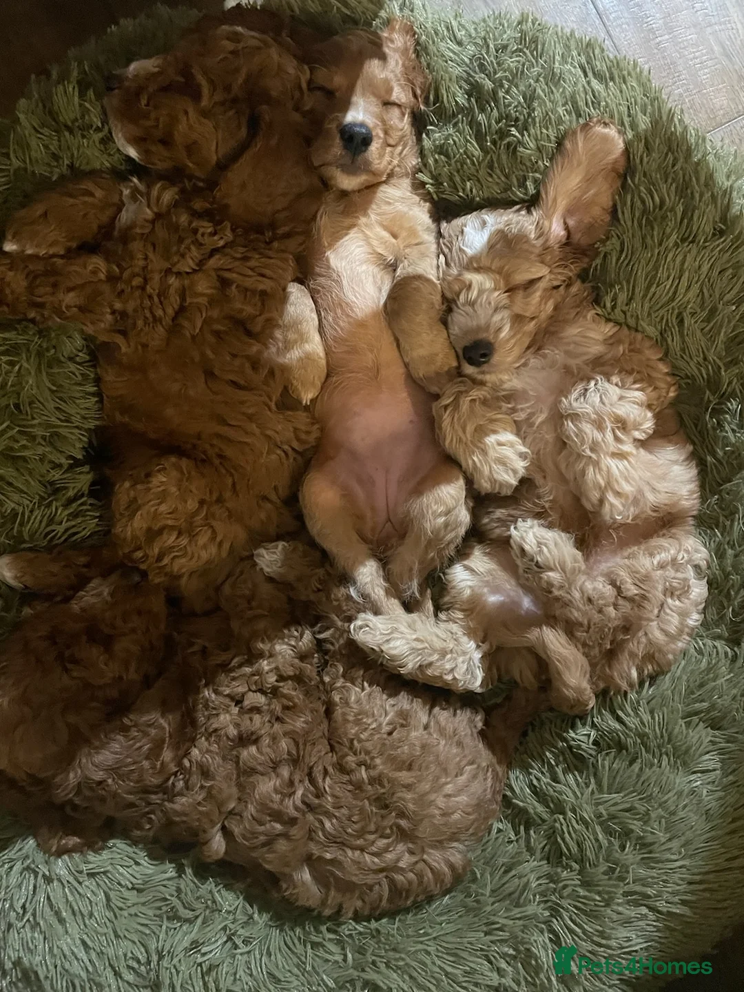 Cockapoo dogs for stud: Beige cockapoo F1b for stud in Coalville - Advert 11