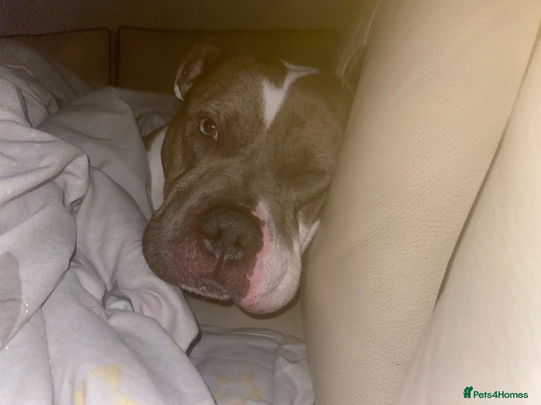 Mixed Breed dogs for adoption: Buddy is looking for a new home - Advert 3