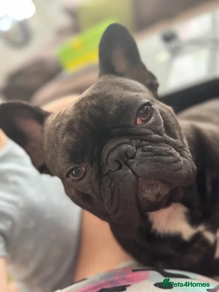 French Bulldog dogs 2 year old French Bulldog  - Advert 2