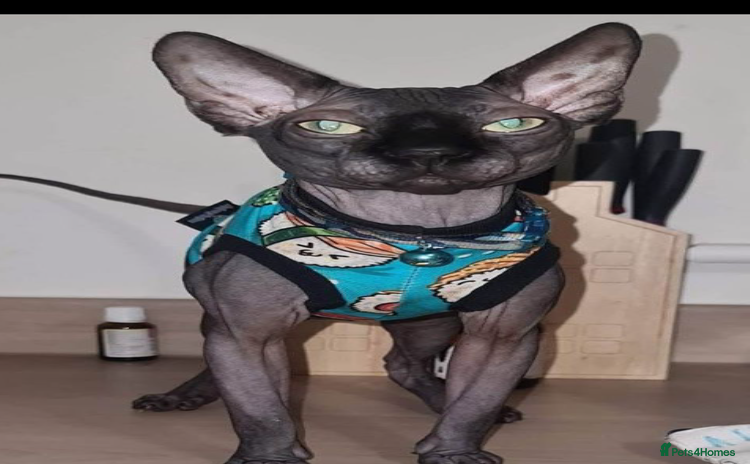 Sphynx cats - Advert 9