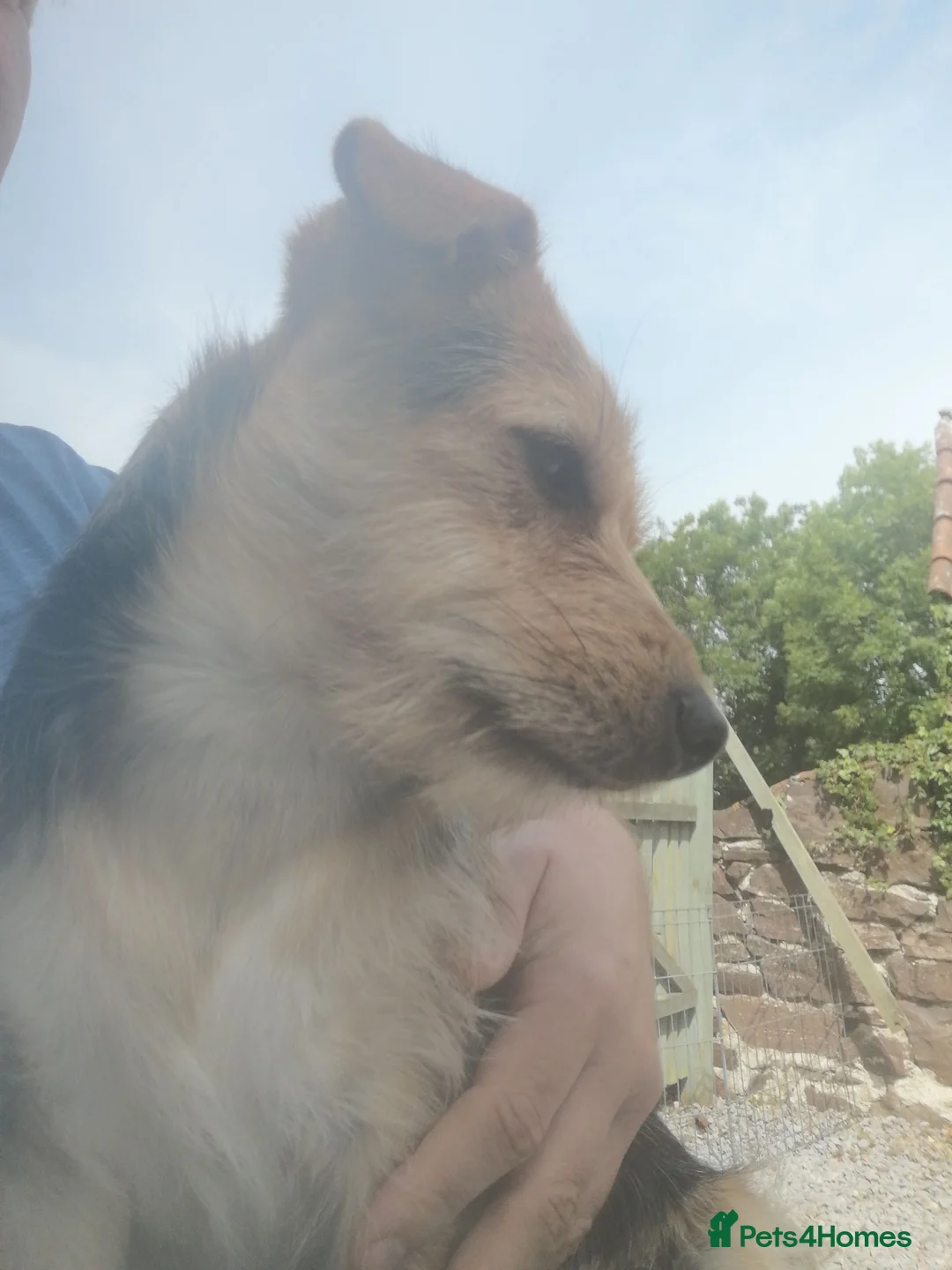 Mixed Breed dogs for sale: Yorkie Cross Jack Russell  in Bridgwater - Advert 2