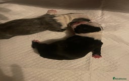 Boston Terrier dogs for sale: Bostons of Scotland  - Image 6