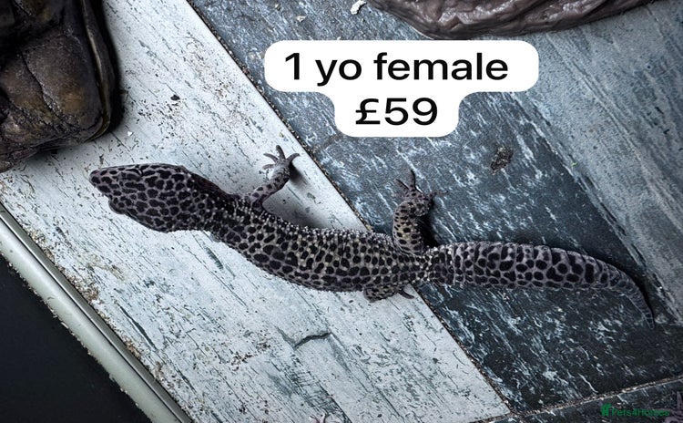 Leopard Gecko reptiles - Advert 1