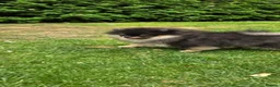Pomeranian dogs for sale: Xclusive KC register pomeranian puppies - Advert 4