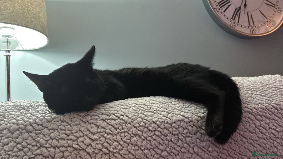Bombay cats for sale: Beautiful black cat - Advert 5