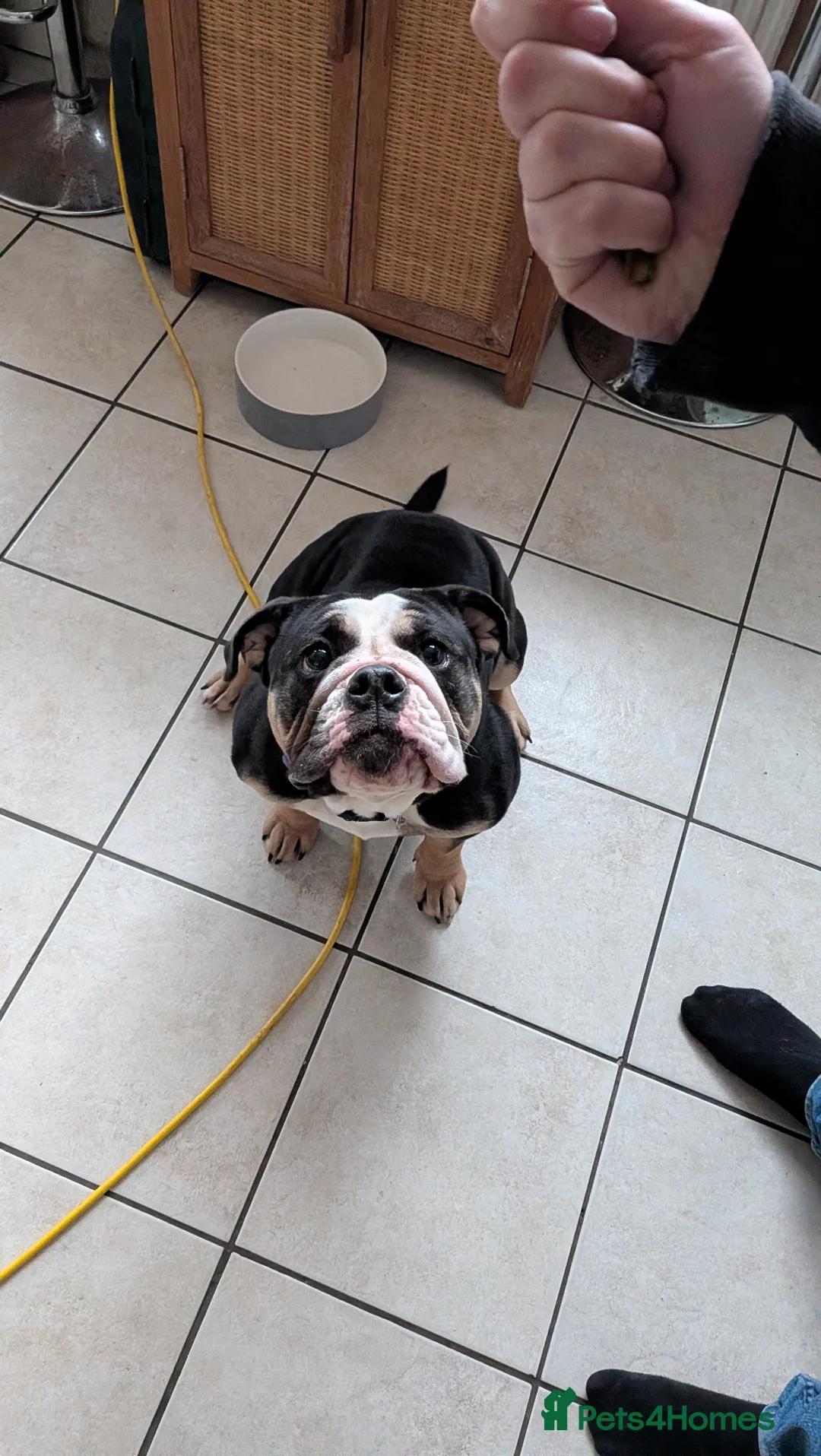 English Bulldog dogs for sale: Beautiful English Bulldog bitch 2 years old - Advert 2