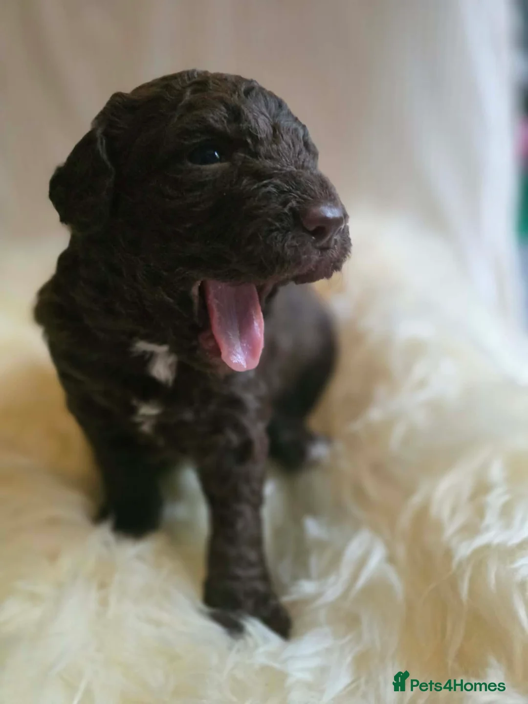 Australian Labradoodle dogs for sale: Gorgeous miniature labradoodle babies - Advert 2
