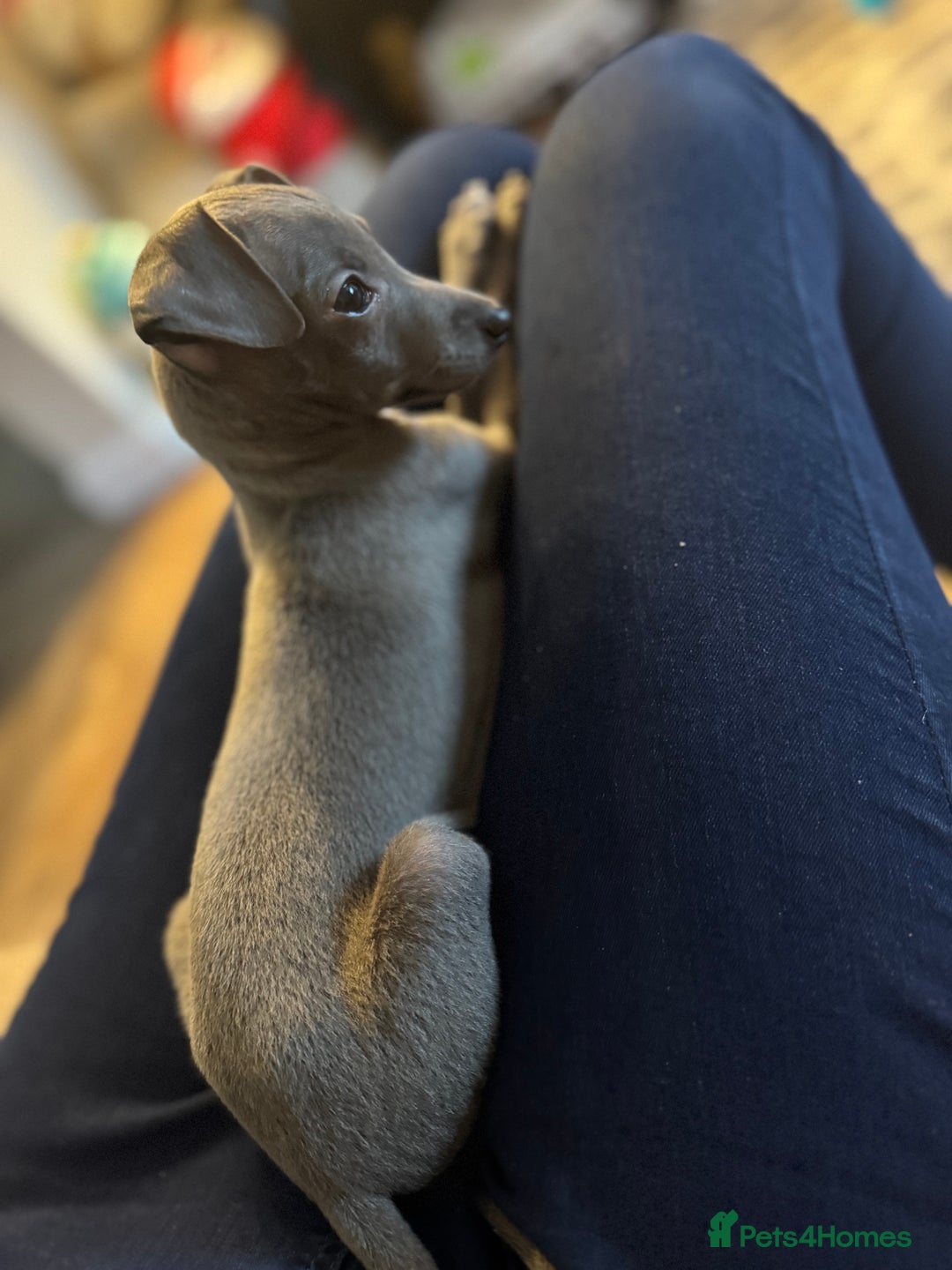 Italian Greyhound dogs for sale: Unfortunate resale due to allergies - Advert 2