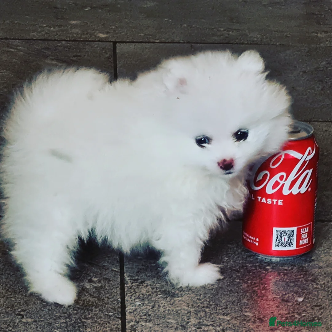 Pomeranian dogs for stud: Best stud around Champions in every generation in Coventry - Advert 7