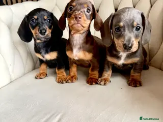 Miniature Dachshund dogs 🩷✨Available mini PRA clear pups !✨🩷 - Advert 13