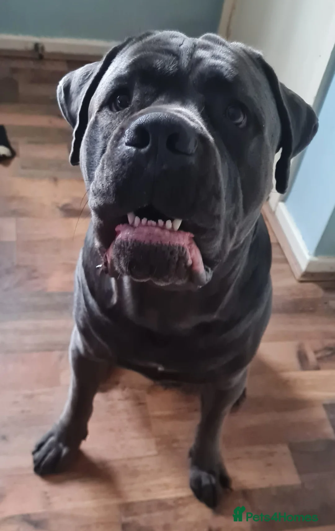 Mixed Breed dogs for sale: Cane Corso x Presa Canairo - Advert 2