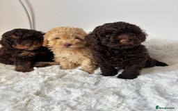 Cavapoo dogs for sale: 1 Chocolate Cavapoo left‼️ - Image 4