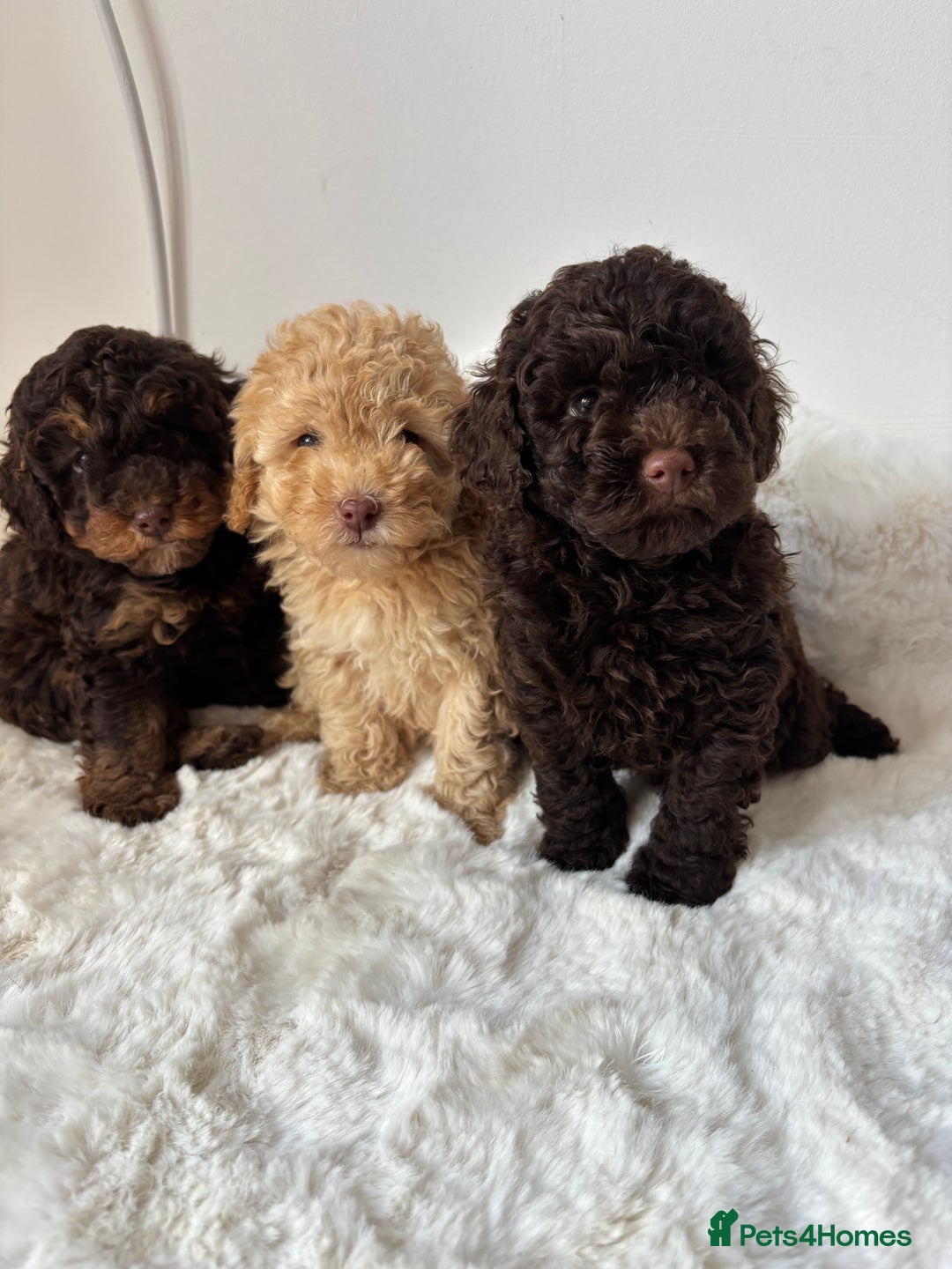 Cavapoo dogs for sale: 1 Chocolate Cavapoo left‼️ - Image 4