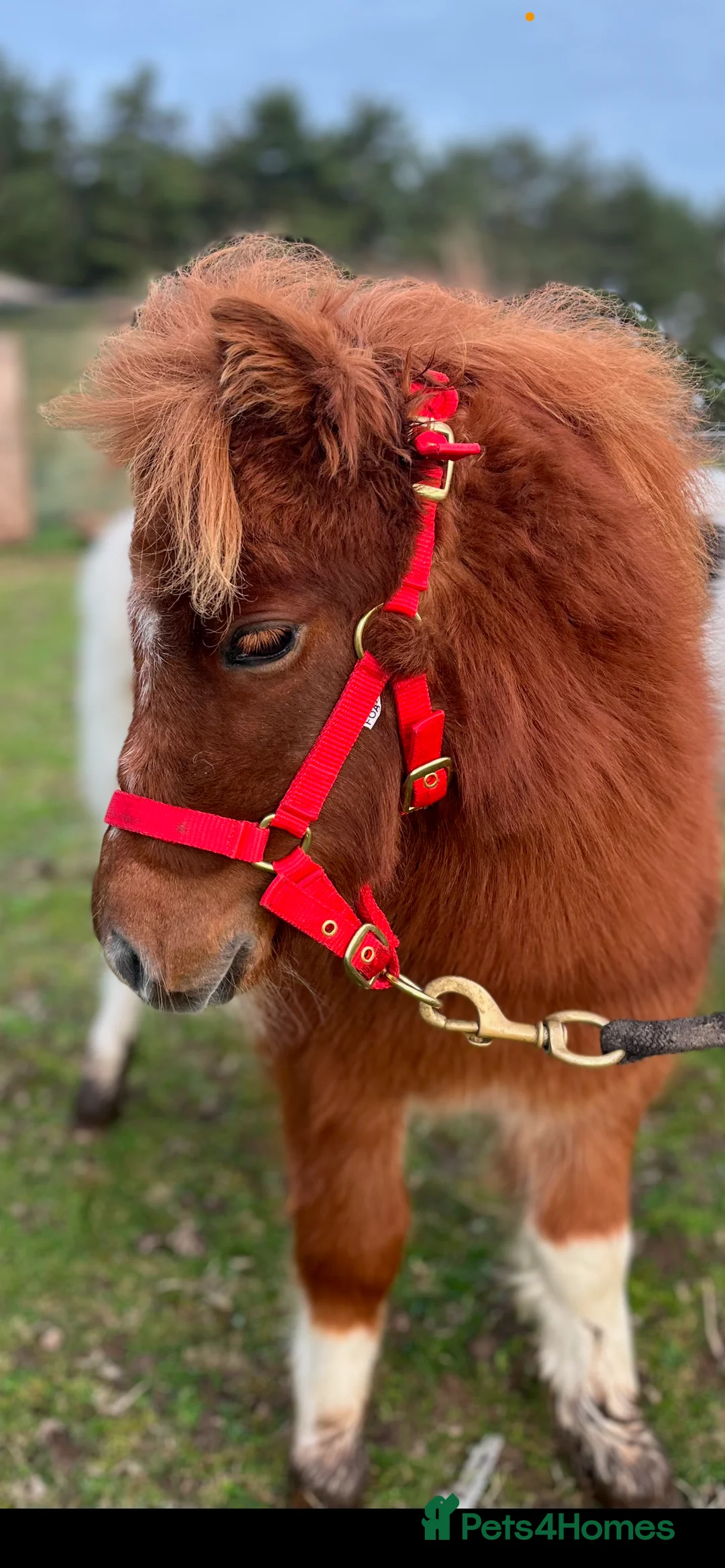 Shetland pony horses for sale: Stunning Minature Shetlands DEPOSIT SECURED  - Advert 4