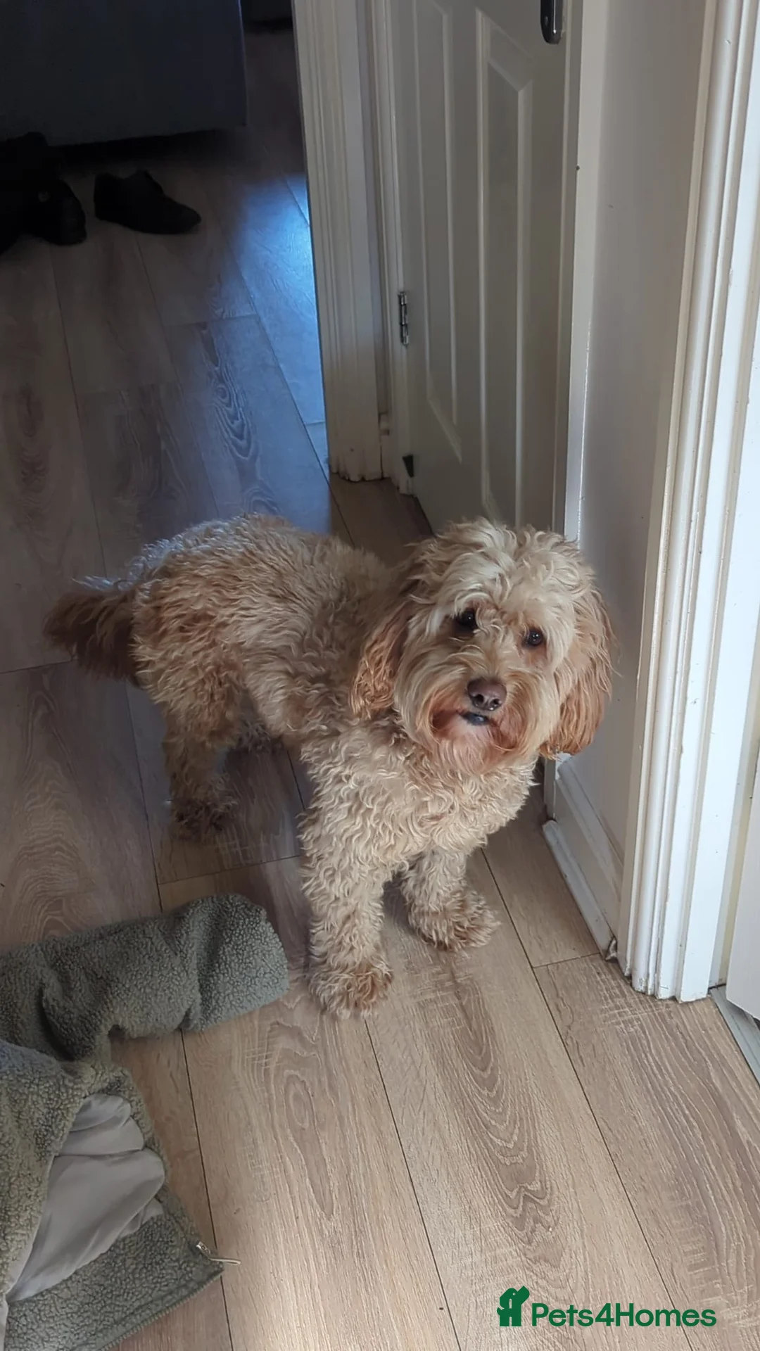 Cockapoo dogs for stud: Cockapoo stud in Durham - Advert 14