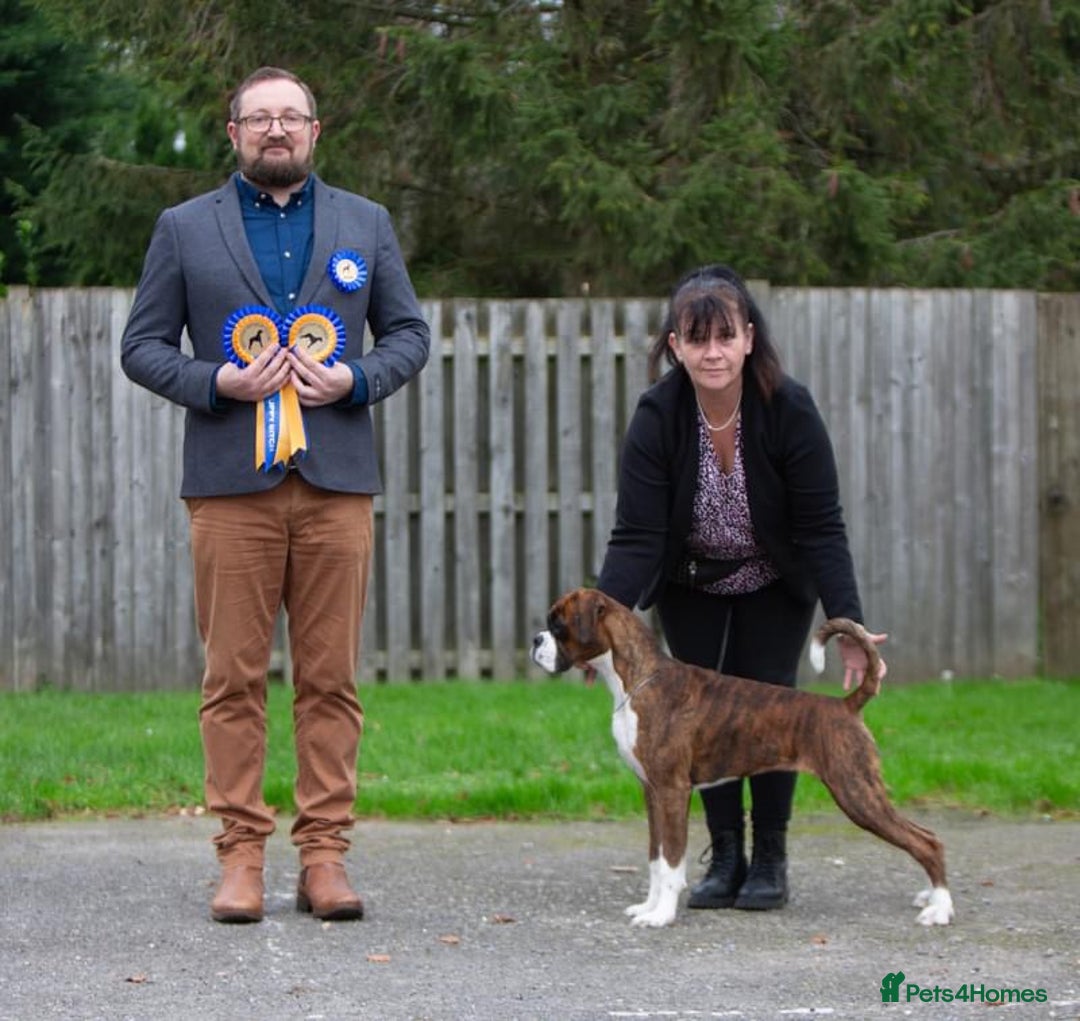 Boxer dogs for stud: Champion Boxer dog at Stud  - Image 7