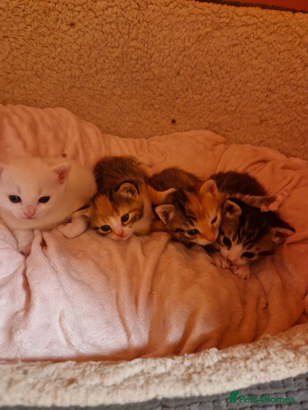 Mixed Breed cats for sale: ⭐️⭐️⭐️Siberian cross ⭐️⭐️⭐️ - Advert 10