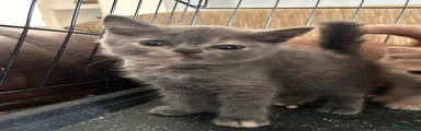 British Shorthair 3
