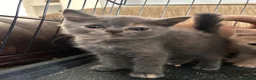 British Shorthair cats for sale: NOW READY Blue cream and lilac British shorthairs - Advert 6