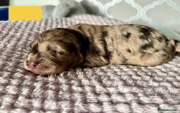 Labradoodle dogs for sale: Adorable Miniature Labradoodles  - Image 8