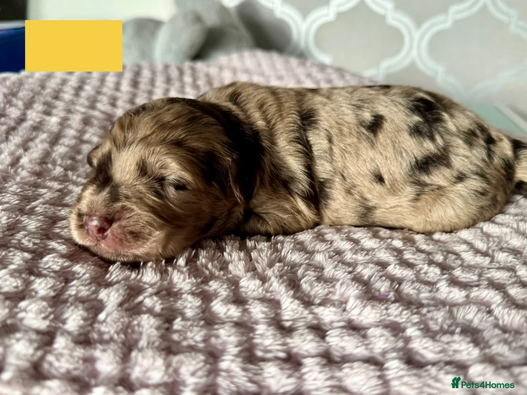 Labradoodle dogs for sale: Remaining boy Adorable Miniature Labradoodles left - Advert 26