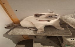 British Shorthair cats for sale: White,grey blue eyed british shorthair frmale  - Advert 5