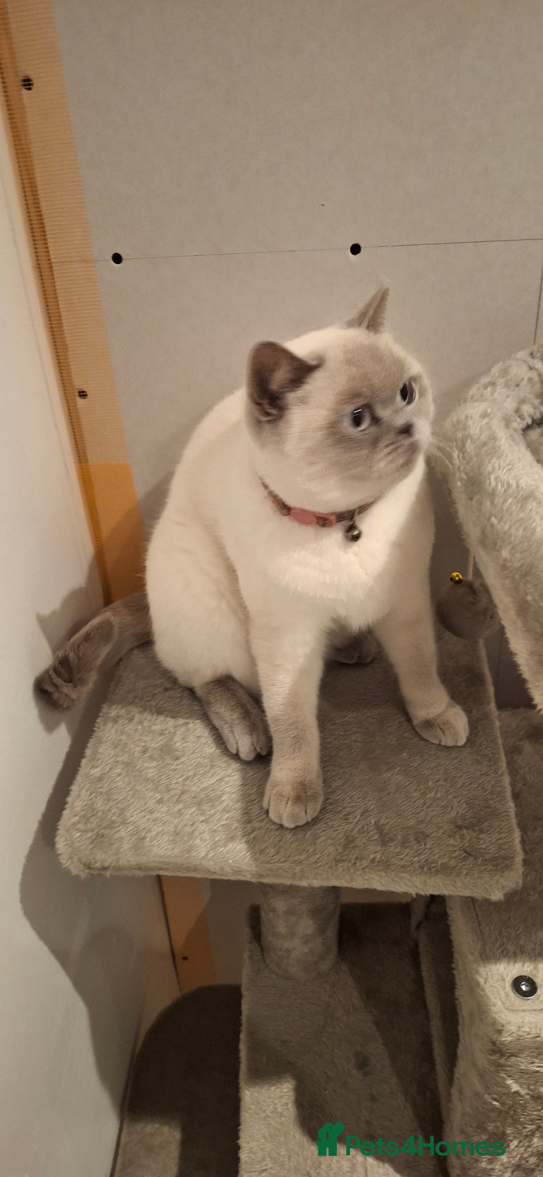 British Shorthair cats for sale: White,grey blue eyed british shorthair frmale  - Advert 5