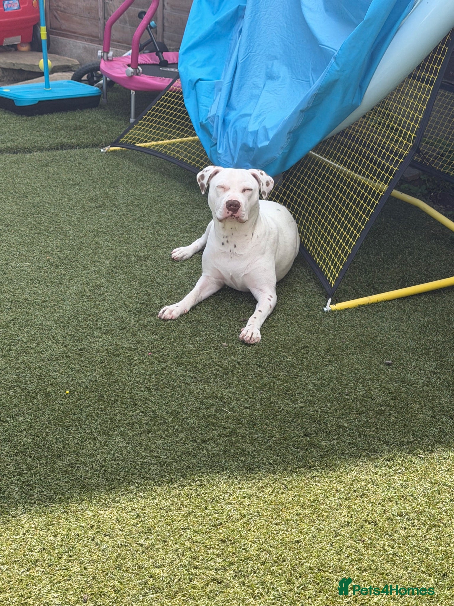 American Bull Staffy dogs Beautiful American Bulldog x Staffy girl.  - Advert 3