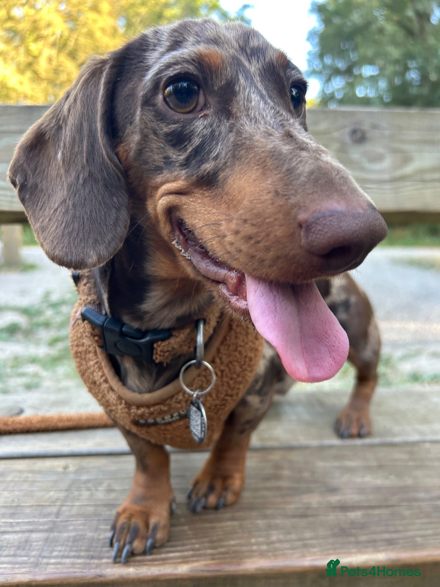 Miniature Dachshund dogs 1 year old Miniature Dachshund  - Advert 2