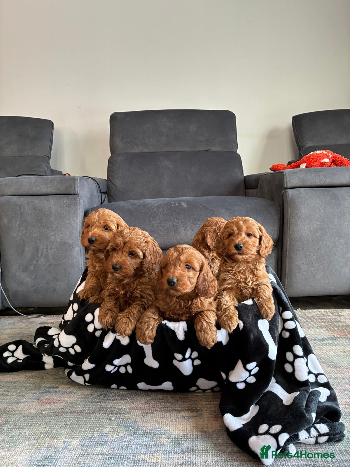 Cockapoo dogs Beautiful fox red cockapoo puppies for sale - Advert 2