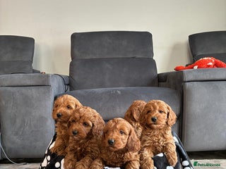 Cockapoo dogs Beautiful fox red cockapoo puppies for sale - Advert 2
