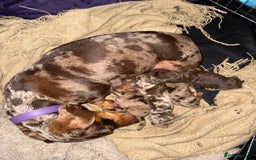 Miniature Dachshund dogs for sale: KC Registered Miniature Dachshunds (PRA Clear) - Image 12