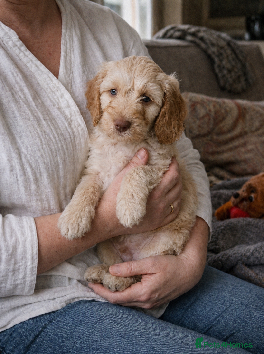 Cockapoo dogs Beautiful Cockapoo Puppies Ready Now - Advert 6